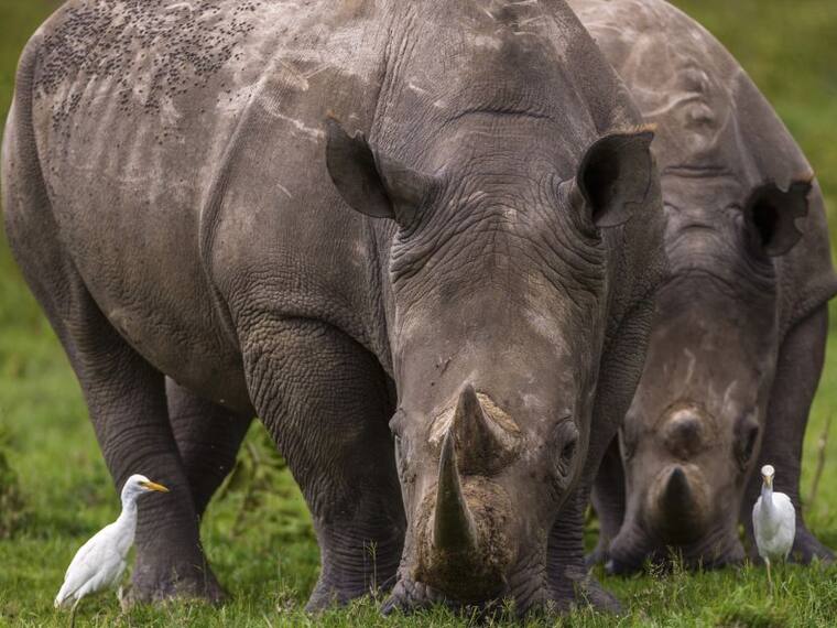 5 animales que jamás volveremos a ver y cómo nos afecta su extinción