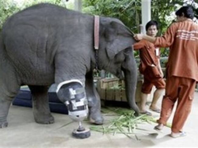 Elefanta tailandesa da primeros pasos con pata artificial