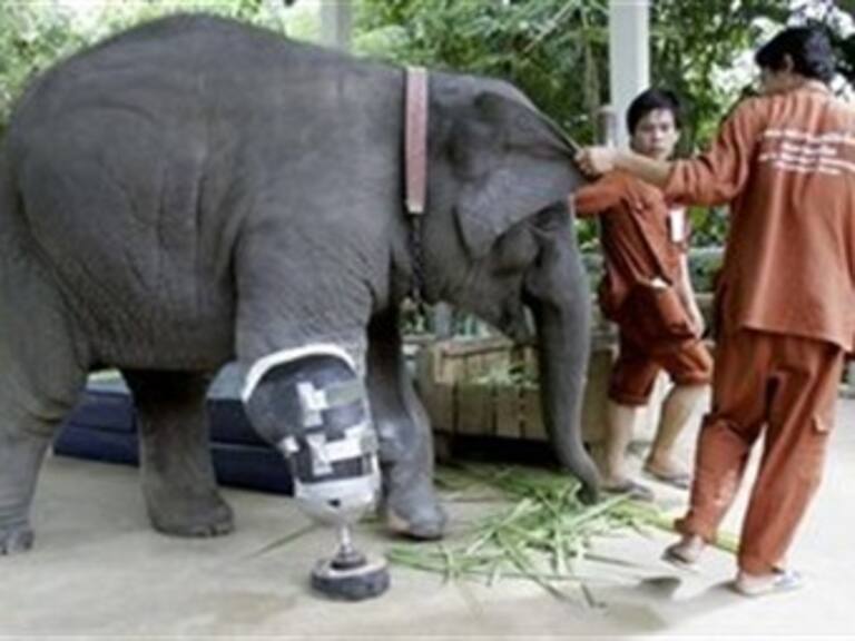 Elefanta tailandesa da primeros pasos con pata artificial