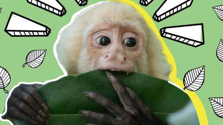 Mono capuchino cambia Las Lomas de Chapultepec por el zoológico