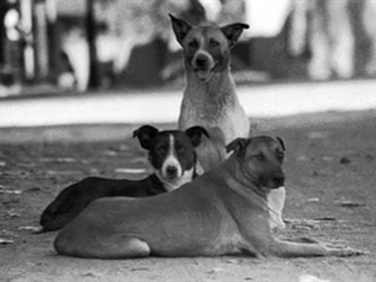 Los perros del Bosque de Chapultepec no son salvajes: María Elena Hoyos