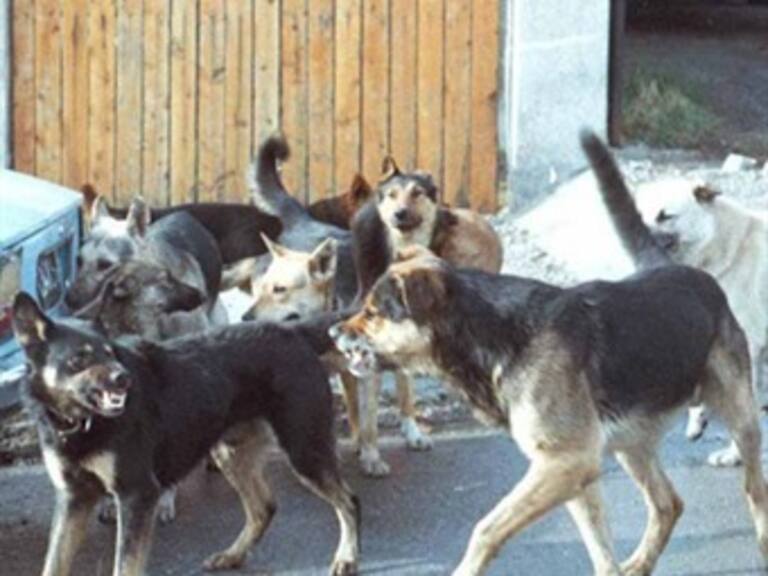 Asesinan perros callejeros a pareja de ancianos
