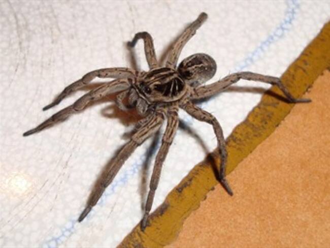 Policía responde a unas amenazas de muerte... era un hombre intentando matar una araña