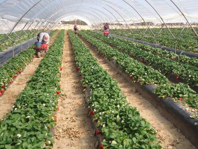 Llevarán cosechas para incrementar la economía de la zona norte de Jalisco