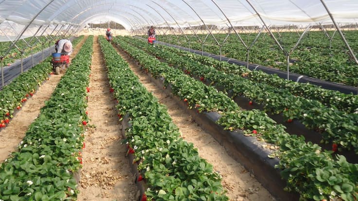 Llevarán cosechas para incrementar la economía de la zona norte de Jalisco