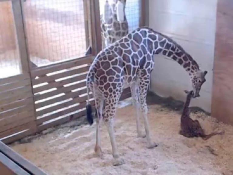 Zoológico de Nueva York transmite parto de la popular jirafa April