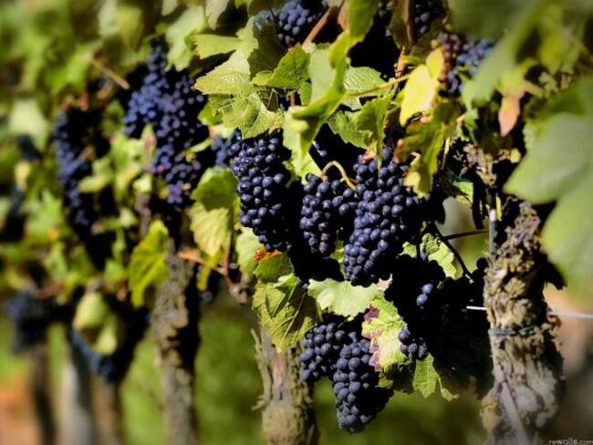 La cosecha de vino de 2017 una de las más bajas