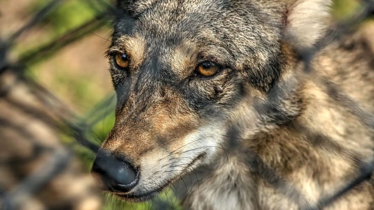 Increíble recuperación del niño mordido por un lobo en zoológico de Neza