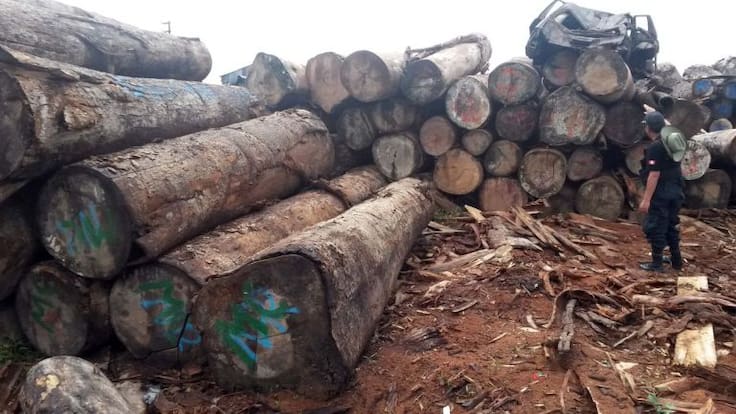 Del sur al norte: la ruta del tráfico de madera del Amazonas