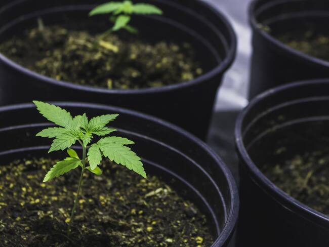 CDMX retira la “tolerancia” para el consumo lúdico de marihuana en estos espacios por narcomenudeo