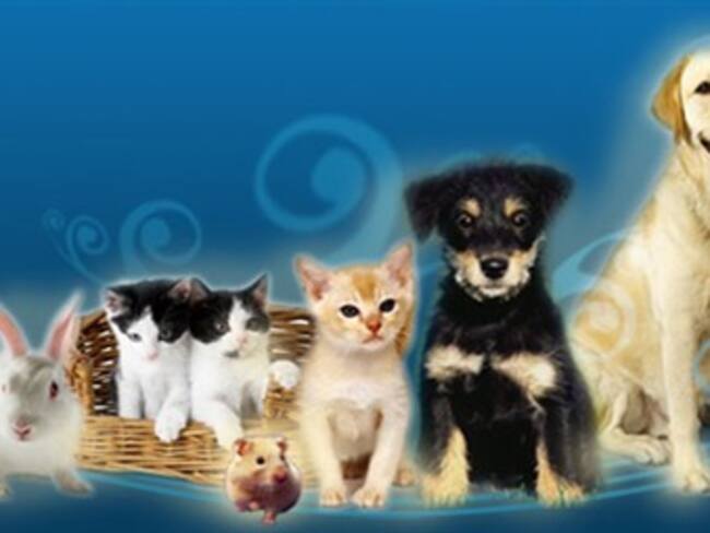 Mascotas.'Mexicanos Génericos' con Peter Gwillim