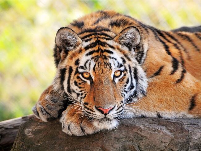 Día Internacional del Tigre: el felino más grande del mundo sigue luchando por sobrevivir