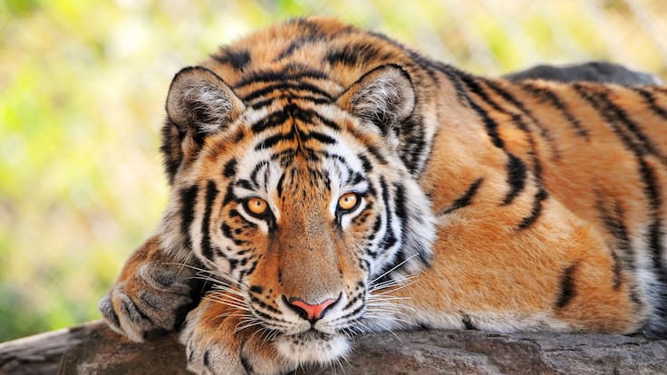Día Internacional del Tigre: el felino más grande del mundo sigue luchando por sobrevivir