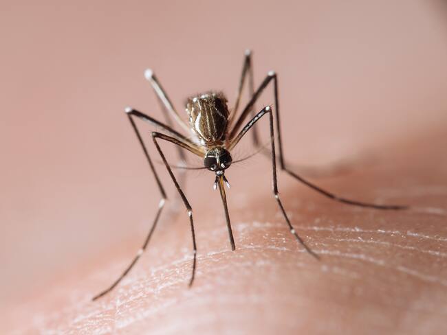 ¿Qué enfermedades transmiten los mosquitos?: El Dengue es la más peligrosa en América Latina