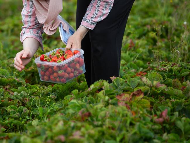 Preocupan los aranceles que Trump anunció para la producción agrícola: Claudia Villegas