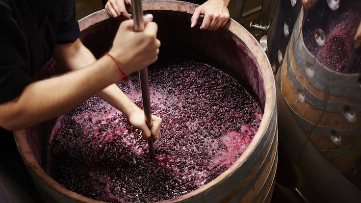 Vendimias en San Miguel de Allende, así lo vive la región vinícola