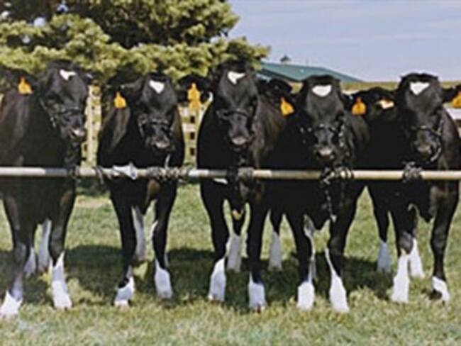 Propone UE prohibir clonación animal para producir alimentos