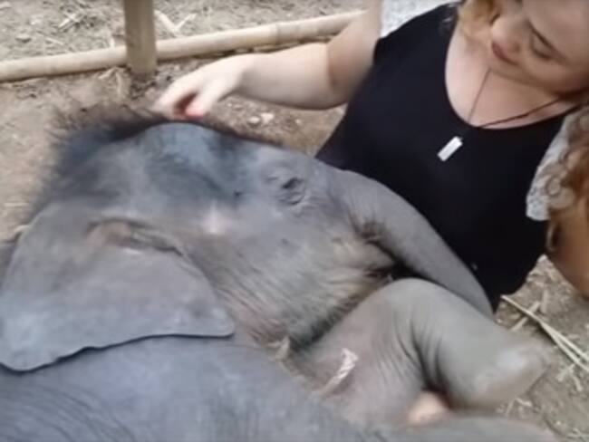 Con una canción de cuna arrulla a un elefante