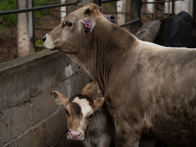 ¿100 millones de moscas a la semana? El plan de México para erradicar al gusano barrenador