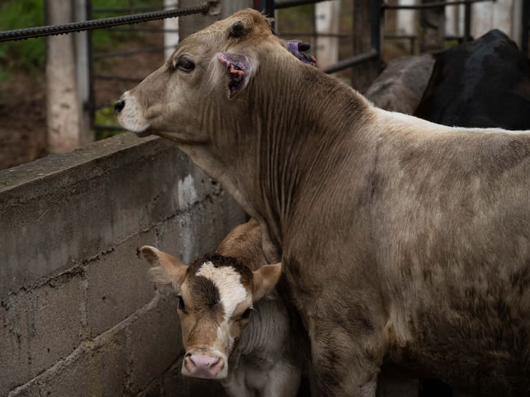 La biofábrica de moscas estériles, que generará 240 empleos directos, se pondrá en marcha en el primer semestre de 2026