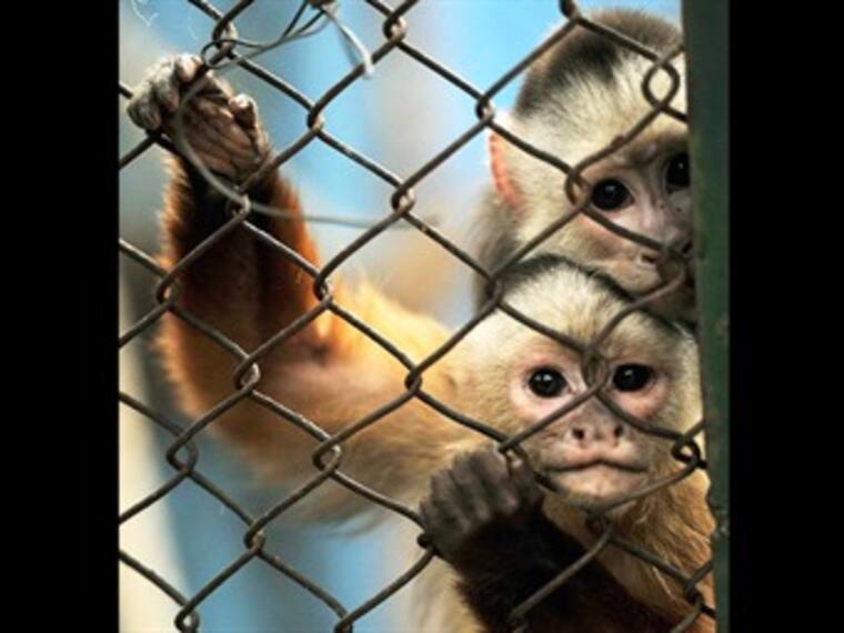 Decomiso de animales.'El Reino Animal', con Marielena Hoyo