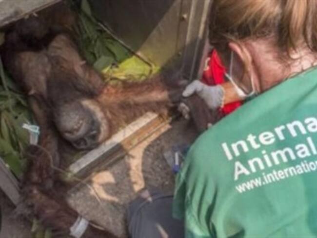 Orangután se aferra a su bebé tras un incendio