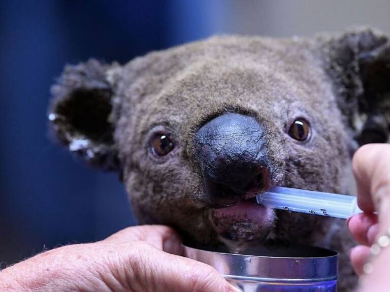 Koalas sufren los incendios en Australia