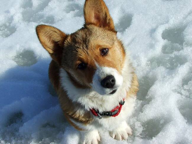 ¿Sabes por qué los perros inclinan la cabeza cuando les hablas?