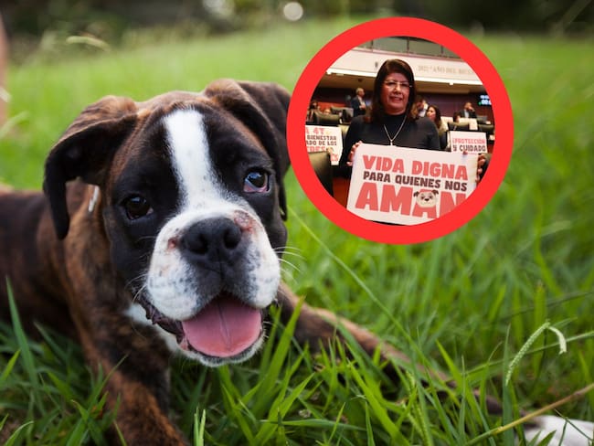 Expresidenta municipal de Tecámac, admite públicamente que se sacrificaron a más de 10 mil perritos; ¿Qué sucedió?