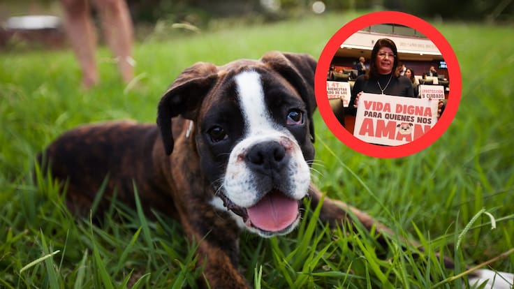 Expresidenta municipal de Tecámac, admite públicamente que se sacrificaron a más de 10 mil perritos; ¿Qué sucedió?