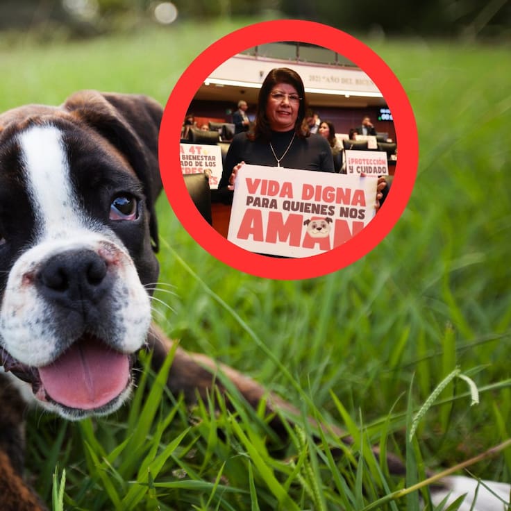 Expresidenta municipal de Tecámac, admite públicamente que se sacrificaron a más de 10 mil perritos; ¿Qué sucedió?