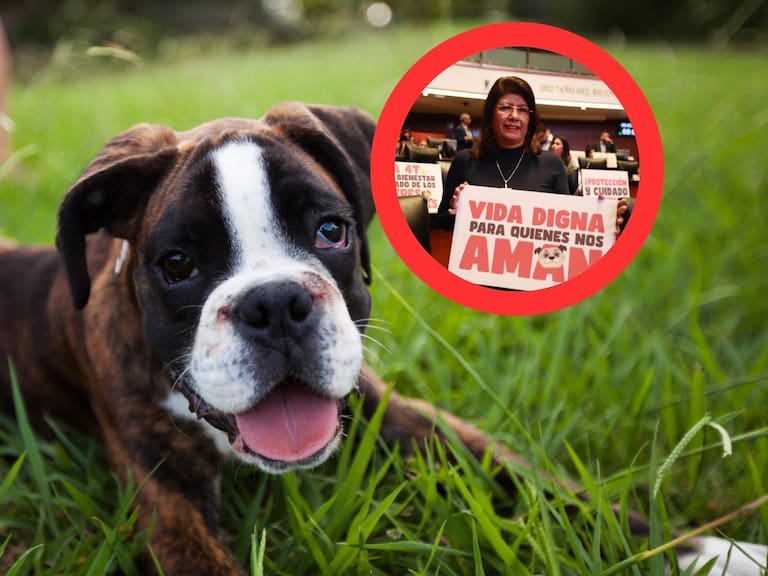 Mx - Expresidenta municipal de Tecámac, Mariela Gutiérrez, afirma públicamente el sacrificio de 10 mil perros