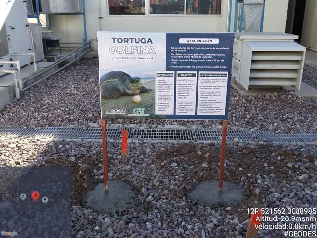 CFE impulsa programas de conservación; protege a tortugas y nidos en centrales