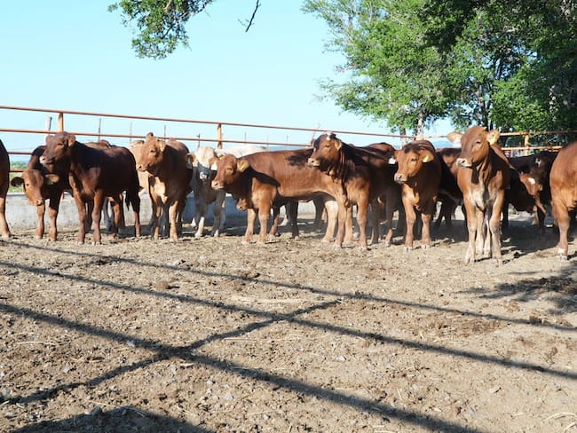 Garantizan abasto de carne para fiestas decembrinas pese a afectaciones sanitarias