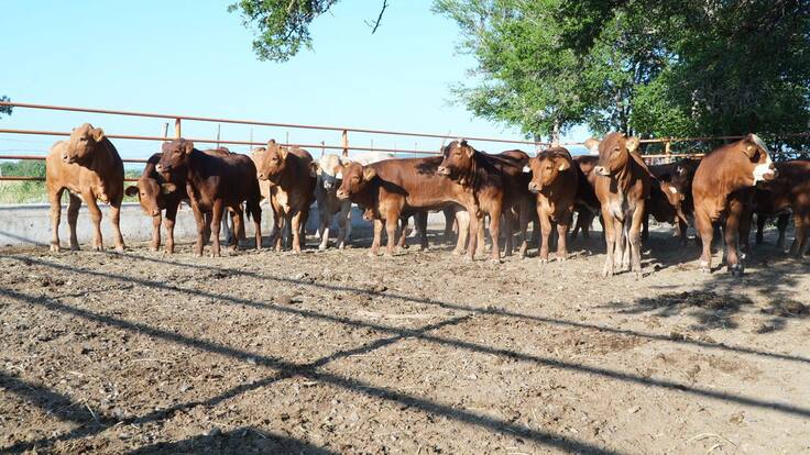 Garantizan abasto de carne para fiestas decembrinas pese a afectaciones sanitarias