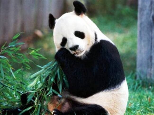 90 Aniversario del Zoológico de Chapultepec