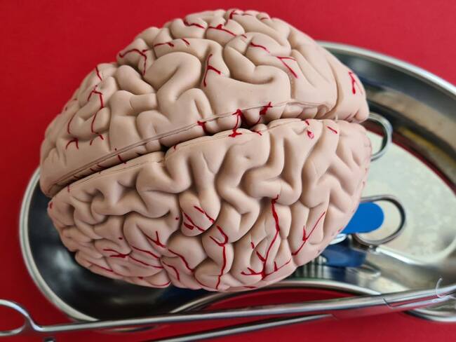 ¿Se puede hacer un trasplante de cerebro?