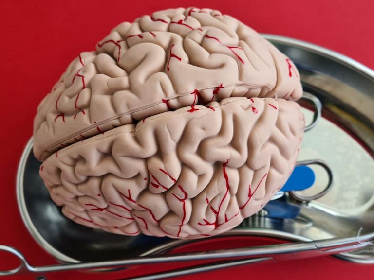 El cerebro tiene más de 6,400 kilómetros de vasos sanguíneos