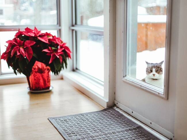 Protege a tu mascota de las nochebuenas, pueden ser tóxicas para su salud