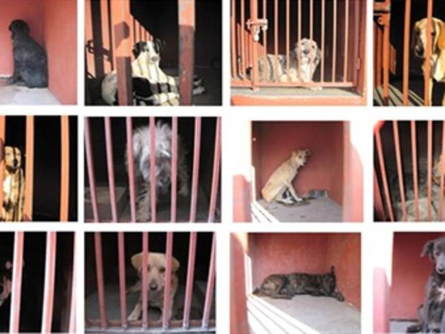 Acciones en el DF en pro de las mascotas. María Elena Hoyo, activista por los derechos de los animales. 23/02/13