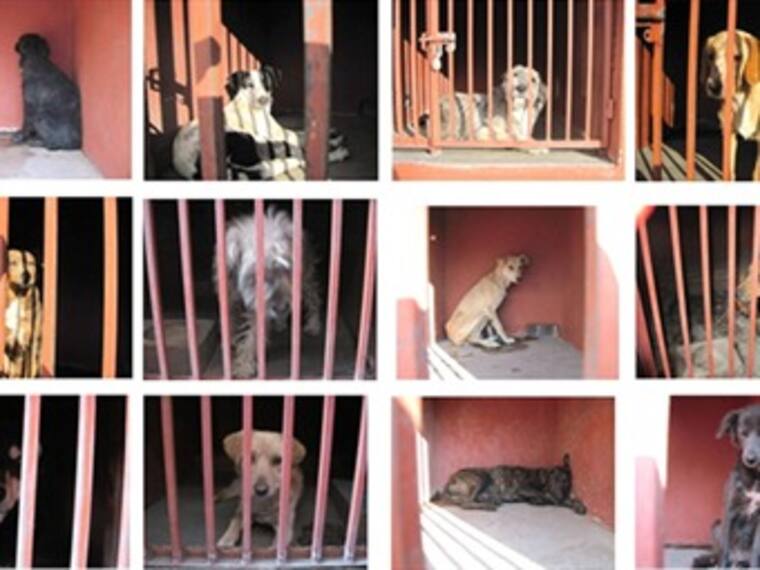 Acciones en el DF en pro de las mascotas. María Elena Hoyo, activista por los derechos de los animales. 23/02/13