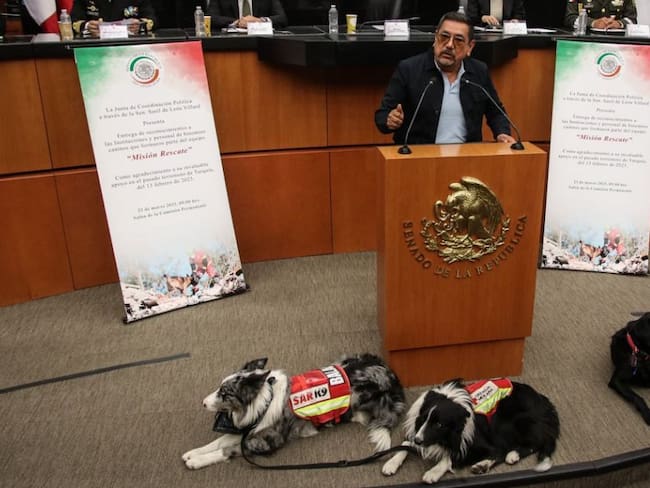 ¡Que perra sesión!, en el Senado homenajean a perritos rescatistas