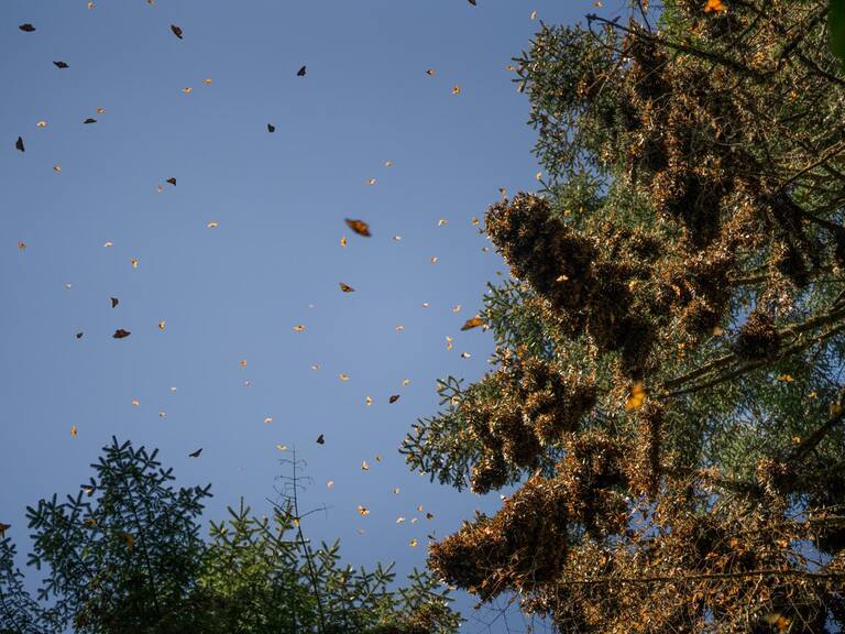Mariposa Monarca tuvo condiciones climatológicas favorables durante su migración