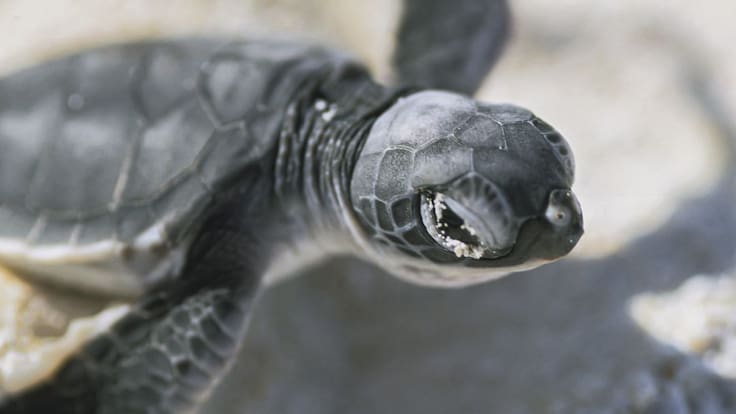 Buenas noticias; Nacen más de 2 mil tortugas en playa de Sonora