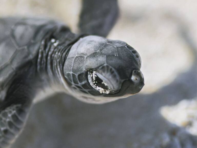 Buenas noticias; Nacen más de 2 mil tortugas en playa de Sonora