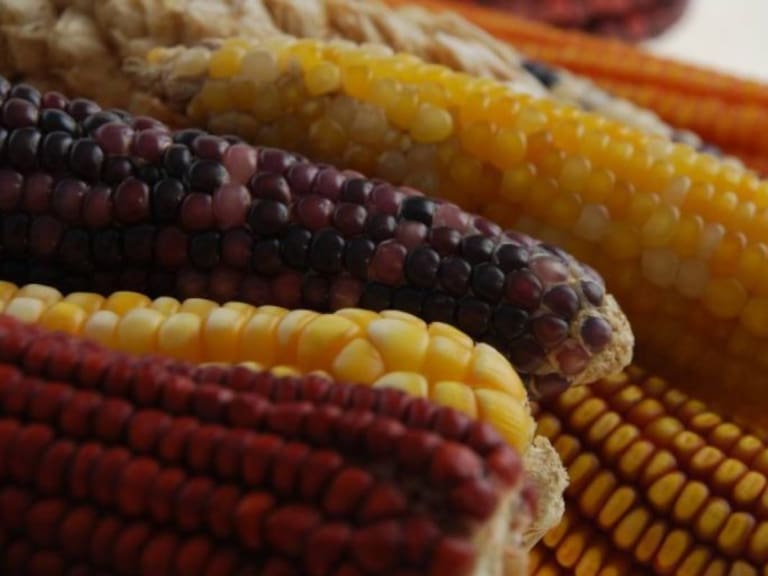 El maíz y la gastronomía de nuestro país