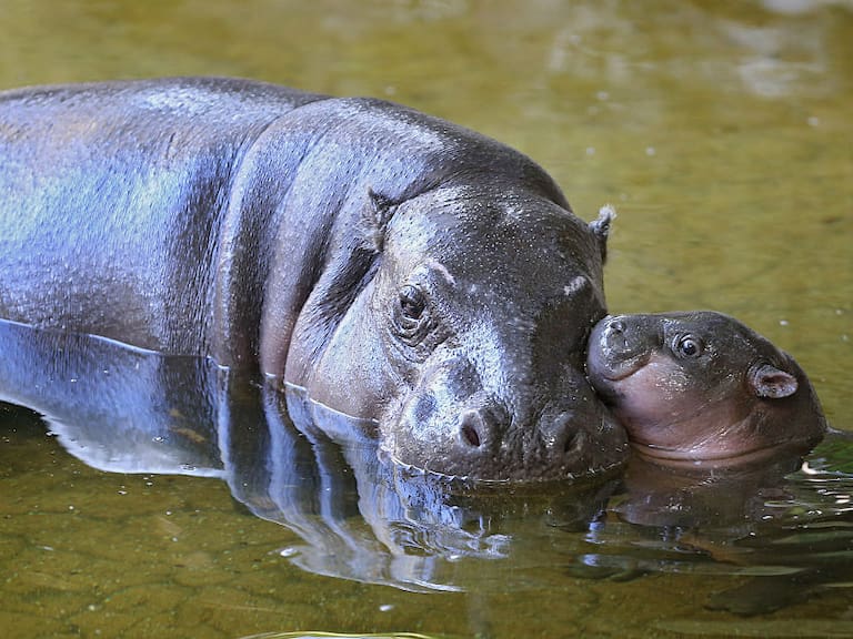 MELBOURNE, AUSTRALIA - AUGUST 04:  (AUSTRALIA OUT) Petre the West African pygmy hippopotamus is seen with her baby calf Obi to celebrate her 31st birthday at Melbourne Zoo on August 4, 2015 in Melbourne, Australia. (Photo by Wayne Taylor/Fairfax Media via Getty Images/Fairfax Media via Getty Images via Getty Images)
