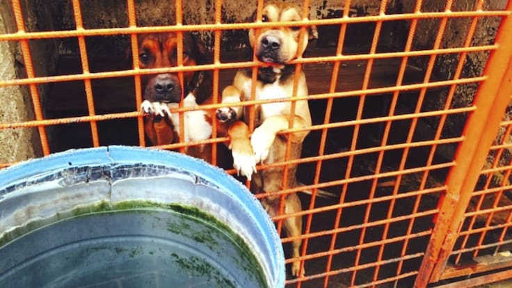 Ni buena salud ni buen trato, Clara Brugada exhibe videos de sarna y ratas en el Refugio Franciscano