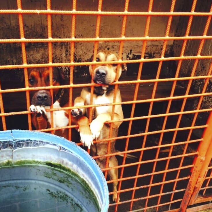 Ni buena salud ni buen trato, Clara Brugada exhibe videos de sarna y ratas en el Refugio Franciscano