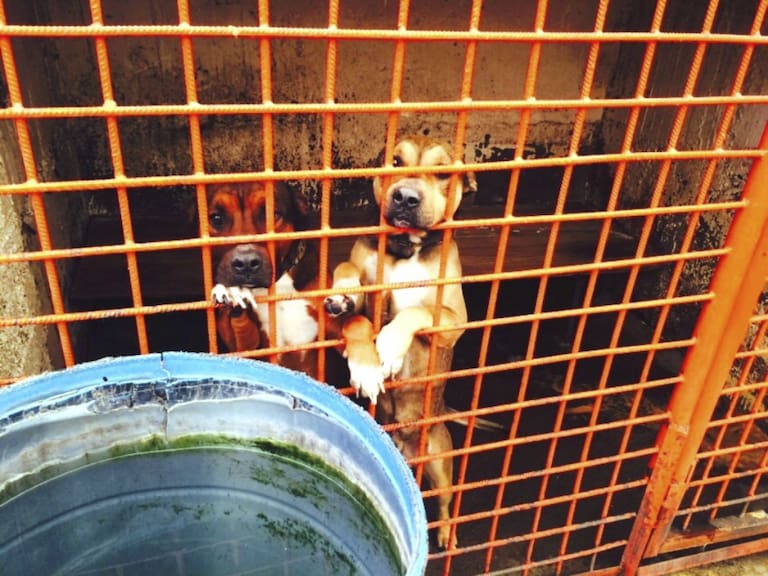 Clara Brugada procedió a mostrar fotografías del estado de los perros, e incluyo evidencia de que en el lugar había ratas